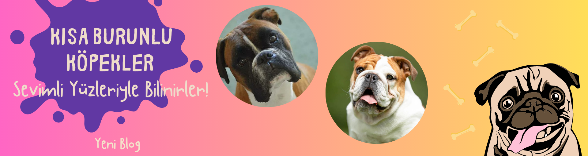 Kısa Burunlu Köpekler: Sevimli Yüzleriyle Bilinirler